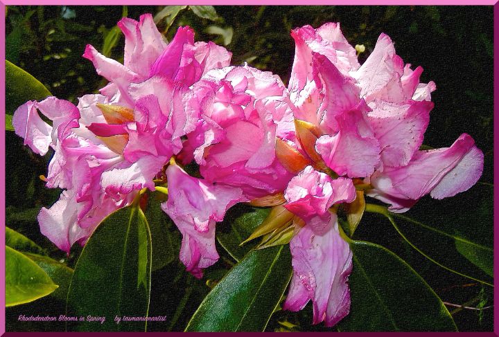 Rhododendron Blooms in Spring - tasmanianartist D1g1tal-M00dz