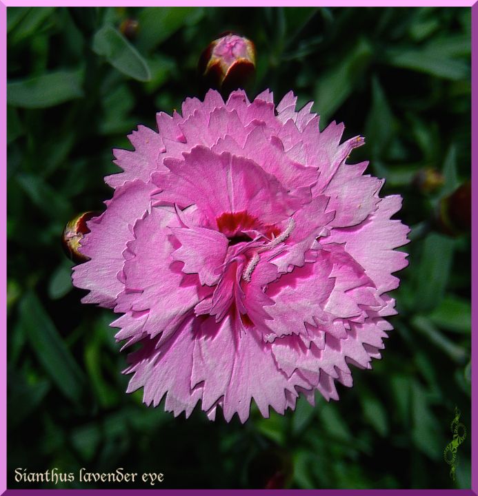 Dianthus lavender eye - tasmanianartist D1g1tal-M00dz