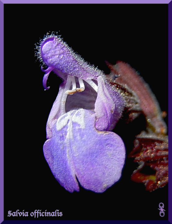 Salvia officinalis Closeup - tasmanianartist D1g1tal-M00dz