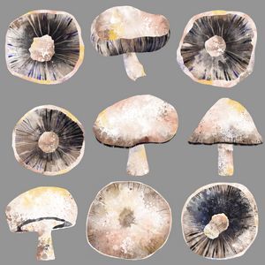 Possibly Poisonous Mushrooms - Nic Squirrell