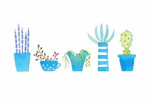 Cacti and succulents - Nic Squirrell