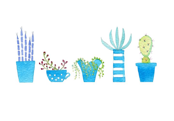 Cacti and succulents - Nic Squirrell