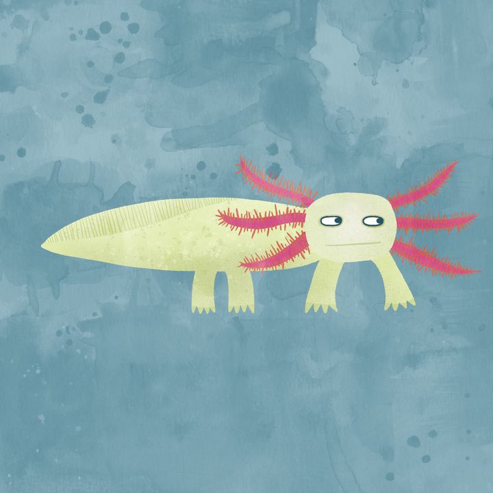 Inky Axolotl