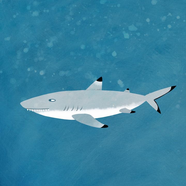 Black Tipped Reef Shark - Nic Squirrell