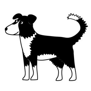Border Collie Dog - Nic Squirrell