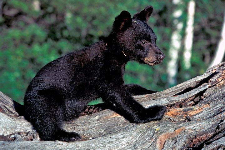 Bear Cub - For The Love Of Animals
