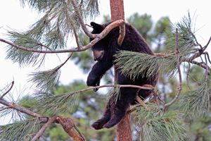Black bear hanging in a tree.