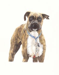 Boxer Dog Art - Watch Leah's Drawing Online - ItsaBoxerDogsLife