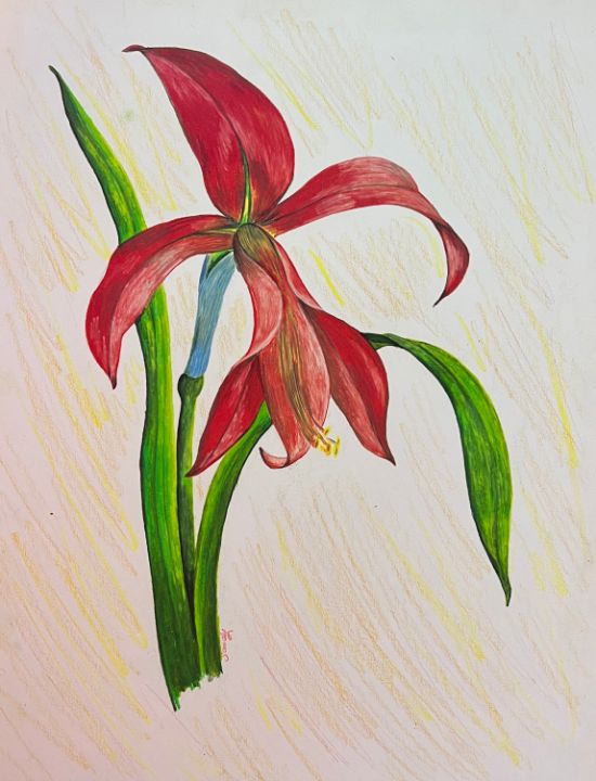 Red lily - Sandy Pavao-Pinarreta - Drawings & Illustration, Flowers ...