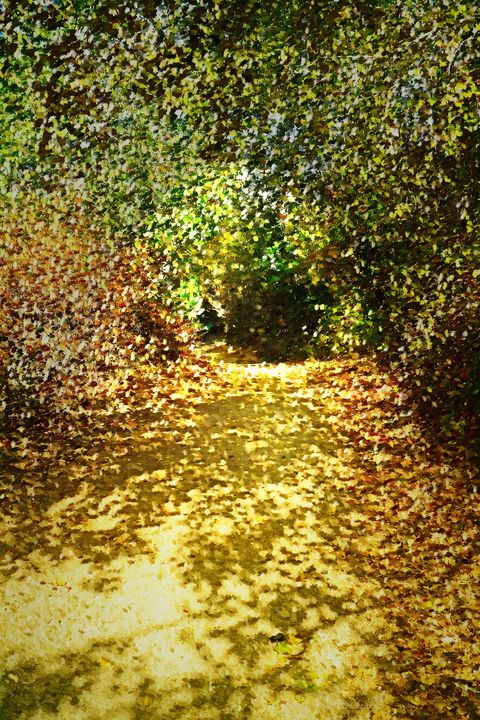Pathway Through The Trees - Joyce Dickens Fine Art Photography