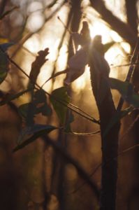 Golden Hour Backlit Leaves and Twigs - Ray's Arts by Raymond Dukes