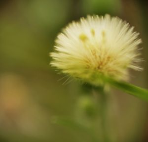 Seed Head - Ray's Arts by Raymond Dukes