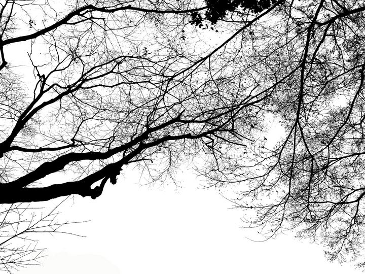 Branches looking up - Batte La Saba