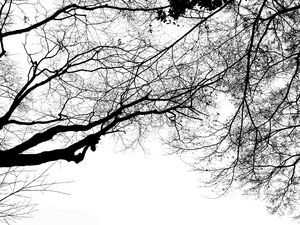 Branches looking up