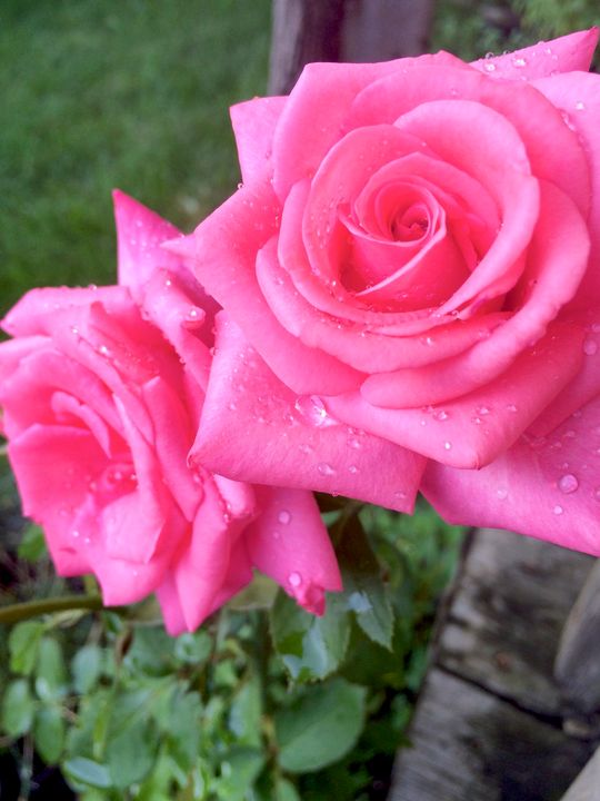 Raindrops on the Roses - True Vine Art Design
