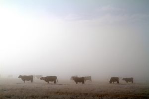 High Prairie Cattle