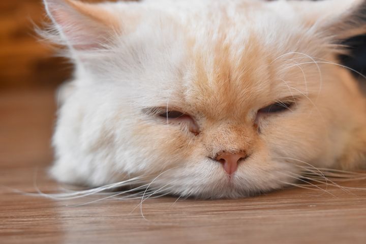 Sleepy Cat - Lê Nhựt Ái Linh