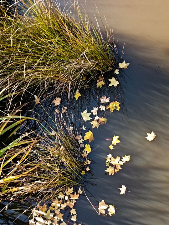 Lake Leaves - Mel Zia Photography