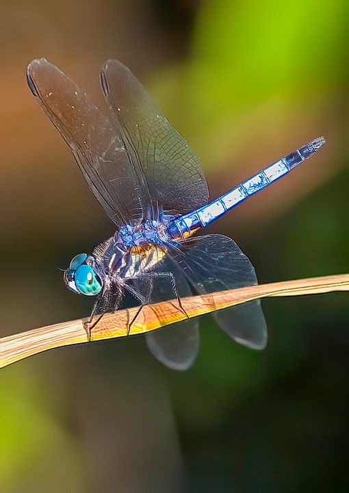 Dragonfly 7 - Impressions - Photography, Animals, Birds, & Fish, Bugs ...