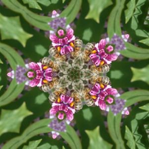 Lilac Bee Star