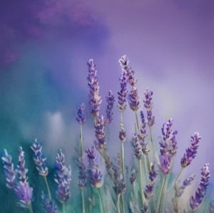 Lavender Sky