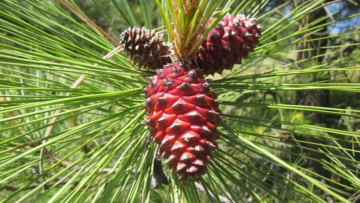 Ponderosa Pine Cone - chris cooper's art