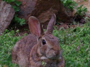 Wild Rabbit - Creative  DP Artworks