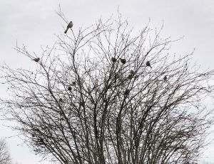 Tree birds