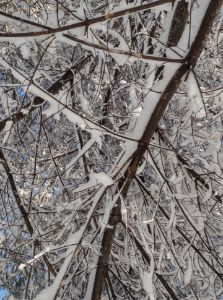 Snow Branches- Landscape