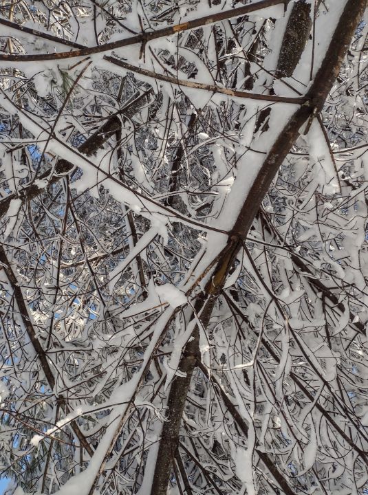 Snow Branches- Landscape - Creative  DP Artworks