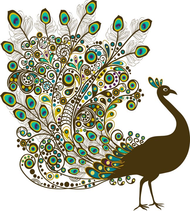 wonderful peacock - zak bakir