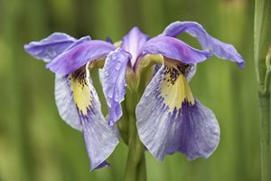 Iris clarkei