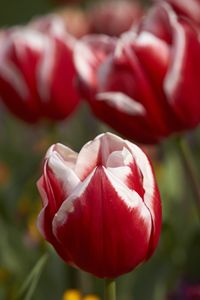 Tulipa 'Leen van der Mark'