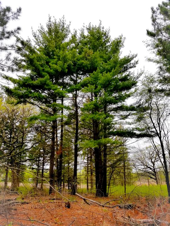 Fluffy Pines Rosemary Wendorf Photography, Flowers, Plants, & Trees
