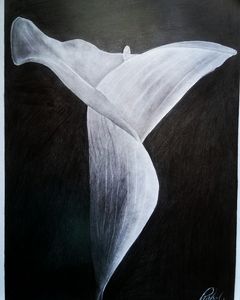 Lily Flower pencile art