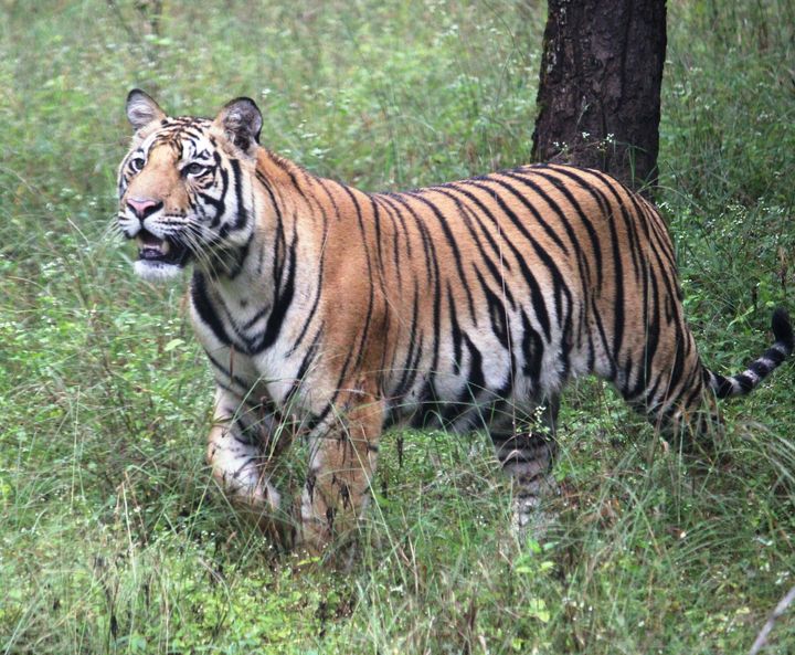 wild tiger in the forest - soni