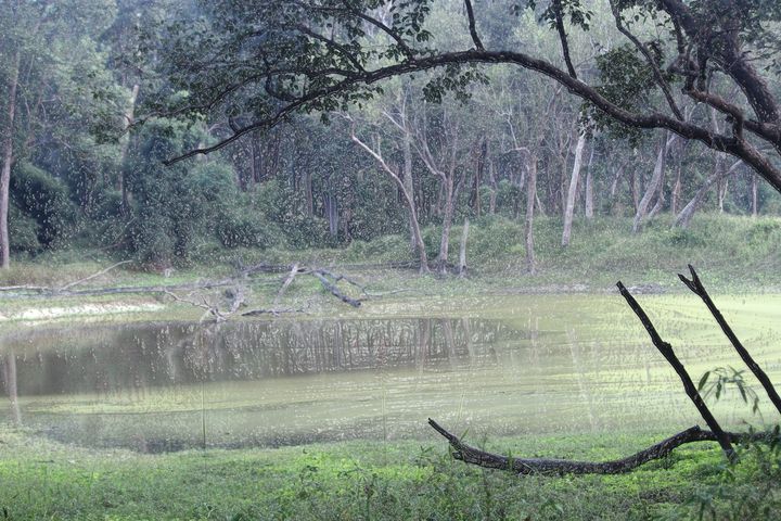 landscape of forest - soni
