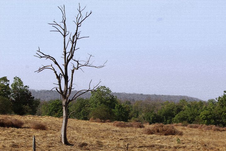 a view of pench national park - soni