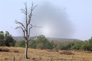 a view of pench national park
