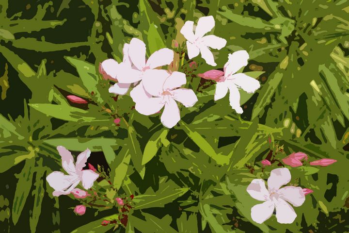 Nerium Oleander pink color flower - soni