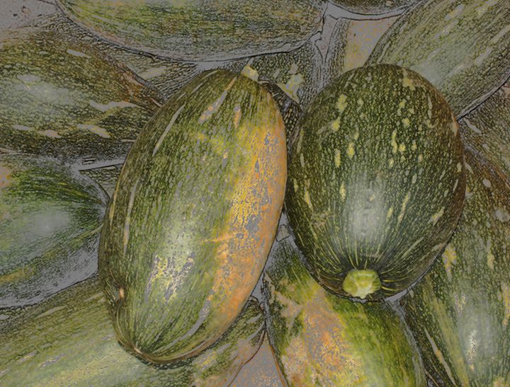 many yellow and green indian pumpkin - soni
