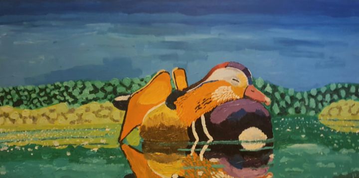 Mandarin duck - Patricio Polanski