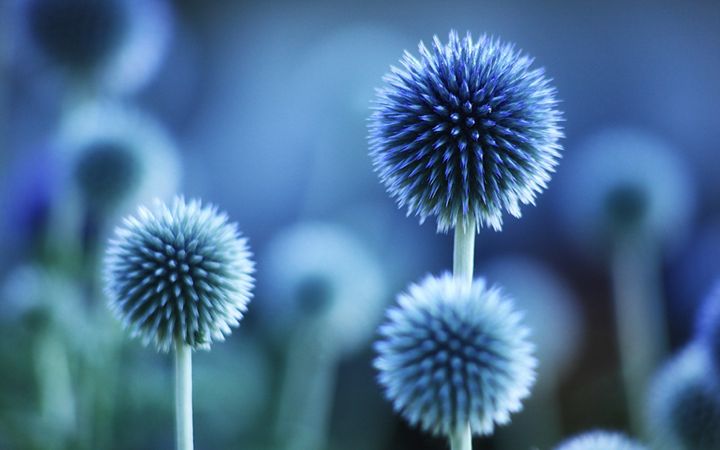 Blue Flower Prestige - DimpleArt Industries