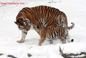 Motherly Love