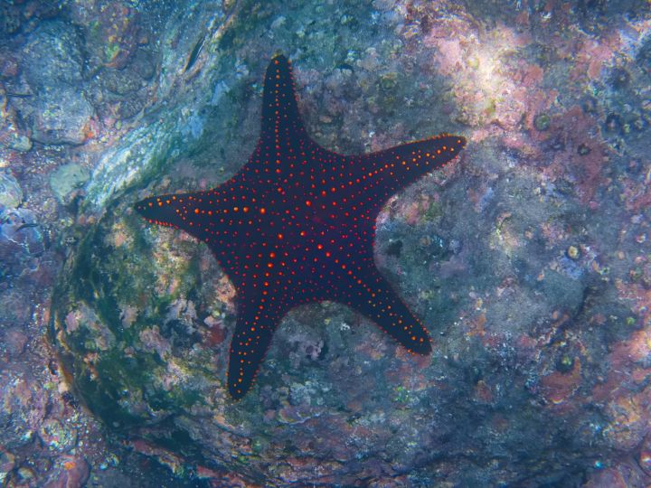 BUMPY STARFISH - NATURE WILD PHOTOGRAPHY - Photography, Animals, Birds ...