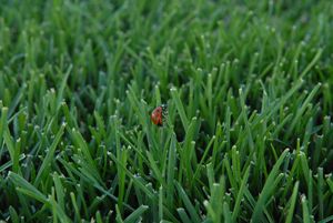 Ladybug in Grass