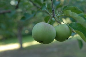 Apples in Orchard