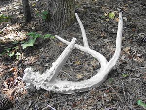 Forged Antlers - KNG Iron
