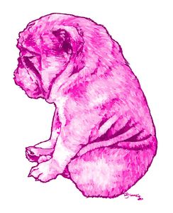 bulldog pug in pink