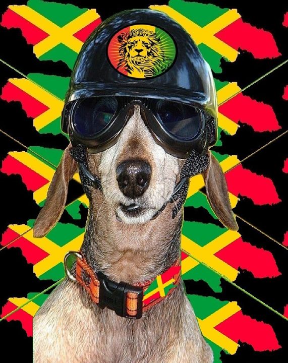 Jamaican Biker Dog Cinderfellaman Paintings & Prints, Animals